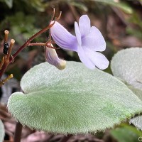 Henckelia zeylanica (R.Br.) A.Weber & B.L.Burtt